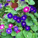 200 PCS Seeds Morning Glory Flowers Bonsai Rare StarBlue bonsais Plantas