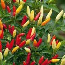 50 PCS Seeds Ornamental Pepper Yellow Red Colorful Pod Chilli