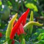 50 PCS Seeds Ornamental Pepper Yellow Red Colorful Pod Chilli
