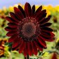 12 PCS Seeds Sunflower Dark Red & Fresh Red Flower