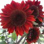 12 PCS Seeds Sunflower Dark Red & Fresh Red Flower