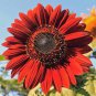12 PCS Seeds Sunflower Dark Red & Fresh Red Flower