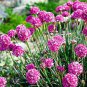100 PCS Seeds Armeria Maritima Bonsai Thrif