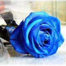 300 PCS Seeds Blue Rose Fragrant Gardens Flowering Plants 300 PCS Seeds Blue Rose Fragrant Gardens Flowering Plants