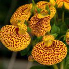 400 PCS Seeds Bonsai Calceolaria Dicentra Spectabilis Rare Flower
