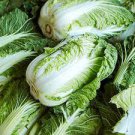 200 PCS Seeds Chinese Cabbage Heirloom