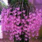 200 PCS Seeds Dendrobium Orchid Flower Bonsai