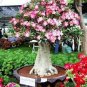 2 PCS Seeds Imported Adenium