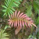 200 PCS Seeds Japanese Rare Creeper Boston Fern Plant