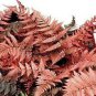 200 PCS Seeds Japanese Rare Creeper Boston Fern Plant