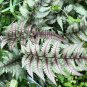 200 PCS Seeds Japanese Rare Creeper Boston Fern Plant