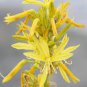 200 PCS Seeds Mixed Angels Yellow Asphodel Bonsai