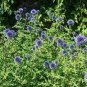 100 PCS Seeds Beautiful Blue Thistle Flower