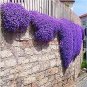 400 PCS Seeds Creeping Thyme Rock CRESS Plant