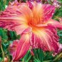 200 PCS Seeds Hybrid Daylily Flowers - Light Pink - Rose Red - Green Triple Double Flowers