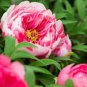 20 PCS Seeds Chinese Peony Tree- Rose Pink Double Flowers