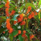 40 PCS Seeds Fragrant Osmanthus Sweet Olive Tree