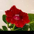 200 PCS Seeds Gloxinia - Dark Red Flowers with White Edge