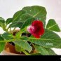 200 PCS Seeds Gloxinia - Dark Red Flowers with White Edge