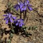 10 PCS Seeds Moraea Pritzeliana