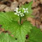 50 PCS Seeds Perfume Mint Mentha Arvensis Wild Mint Herbs