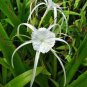 200 PCS Seeds Spider Lily and Lily Fragrance Ornamental Plants