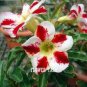 4 PCS Seeds Desert Rose Adenium - Bonsai Series White Single Flowers with Rose Red Edge