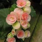 100 PCS Seeds Exotic Rieger Begonia Flowers - Mixed Flowers
