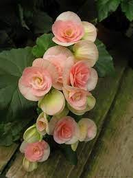 100 PCS Seeds Exotic Rieger Begonia Flowers - Mixed Flowers