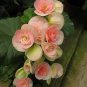100 PCS Seeds Exotic Rieger Begonia Flowers - Mixed Flowers