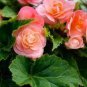 100 PCS Seeds Exotic Rieger Begonia Flowers - Mixed Flowers