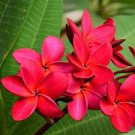 200 PCS Seeds Garden Frangipani Plumeria Rubra Flower