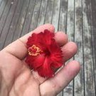 400 PCS Seeds Hibiscus ROSA-SINENSIS Flower 400 PCS Seeds Hibiscus ROSA-SINENSIS Flower