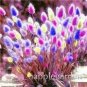 400 PCS Seeds Rainbow Tails Grass
