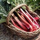 20 PCS Seeds Rhubarb Vanilla Vegetable