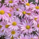 60 PCS Seeds Heirloom White Red Bellis Perennis Daisy Perennial Flower