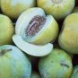 40 PCS Seeds Heirloom Yellow Green Sticky Sweet Melon