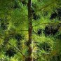 100 PCS Seeds Larch Pine Tree Plants