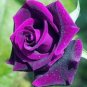 1000 PCS Seeds Pure and Fresh Purple Rose