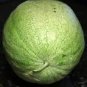40 PCS Seeds Rare Heirloom White Skin Red Inside Sweet Watermelon