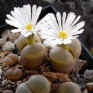 200 PCS Seeds Ball Conophytum vanzylii Lithop - Greyish White Succulent