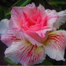 4 PCS Seeds Desert Rose Adenium