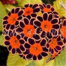 200 PCS Seeds Europe Colorful Primula Acaulis Bonsai Potted