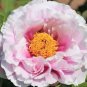 10 PCS Seeds Heirloom 'Pink Butterfly' Fragrant Tree Peony Flower