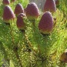 10 PCS Seeds Leucadendron TERETIFOLIUM Garden Ornamental Plants
