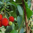 10 PCS Seeds Madrone Killarney Waxberry Tree Arbutus Unedo