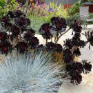 400 PCS Seeds Aeonium 'Zwartkop' Black Master Succulent Plants Perennial