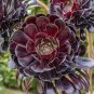 400 PCS Seeds Aeonium 'Zwartkop' Black Master Succulent Plants Perennial