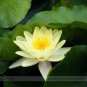 2 PCS Seeds Heirloom Light Yellow Water Lily Nymph Flower