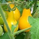 40 PCS Seeds Organic Pear